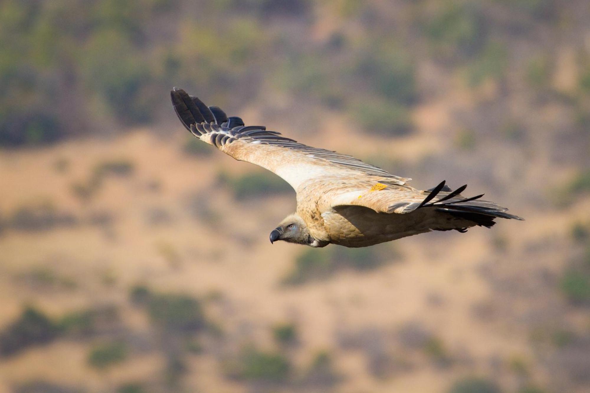 Cape Vulture Conservancy Худспрут Экстерьер фото
